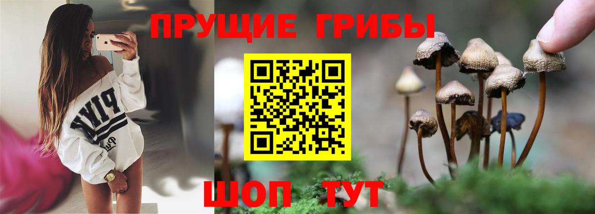 Галлюциногенные грибы GOLDEN TEACHER  Вход с VPN  где можно купить наркотик  Тихвин 
